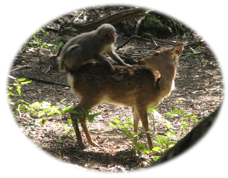 sarusika.gif sarusika.gif